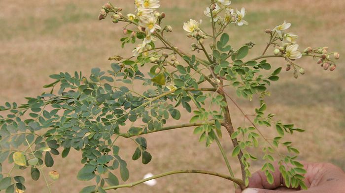 Cudowne drzewo zastąpi filtr wodny i uratuje życie 1