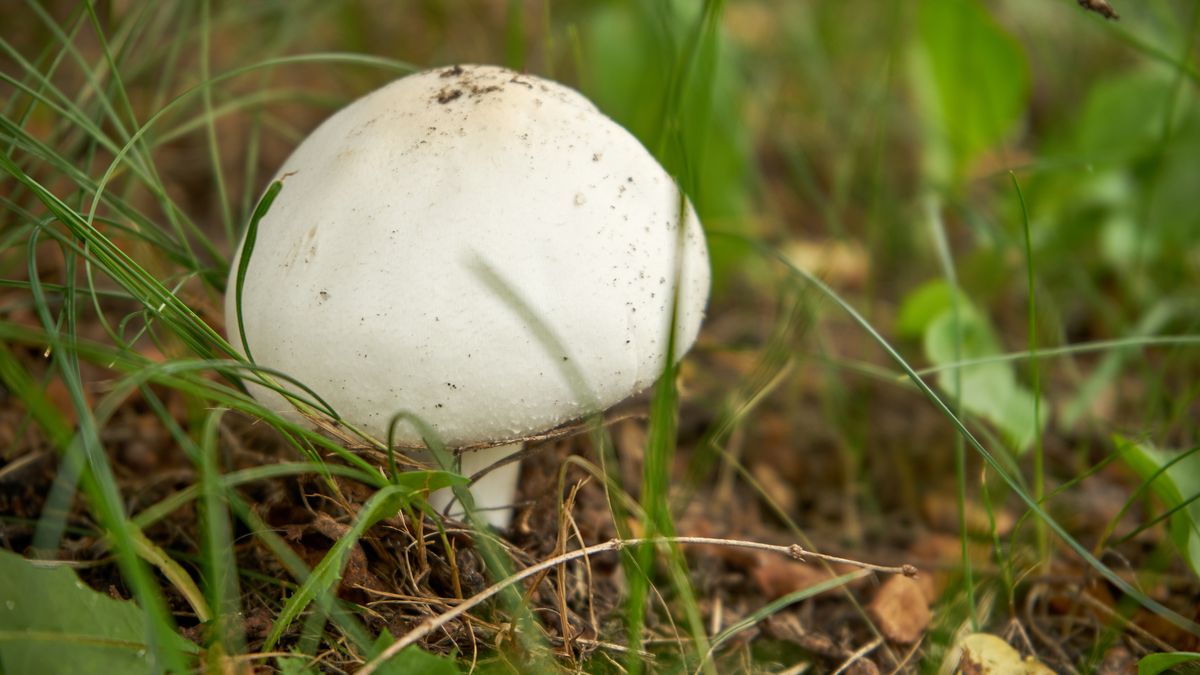 Ten szczegół odróżnia pieczarkę od muchomora