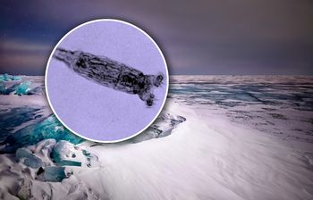 „Robaki zombie” z Syberii. Naukowcy przywrócili do życia organizmy sprzed 24 tys. lat