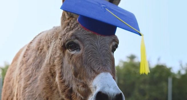 Lidl w oślej ławce za ceny. Tak krytykuje go konkurent