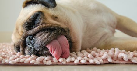 Mops – charakterystyka, pielęgnacja, choroby, cena