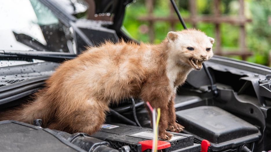 Jak pozbyć się kun?