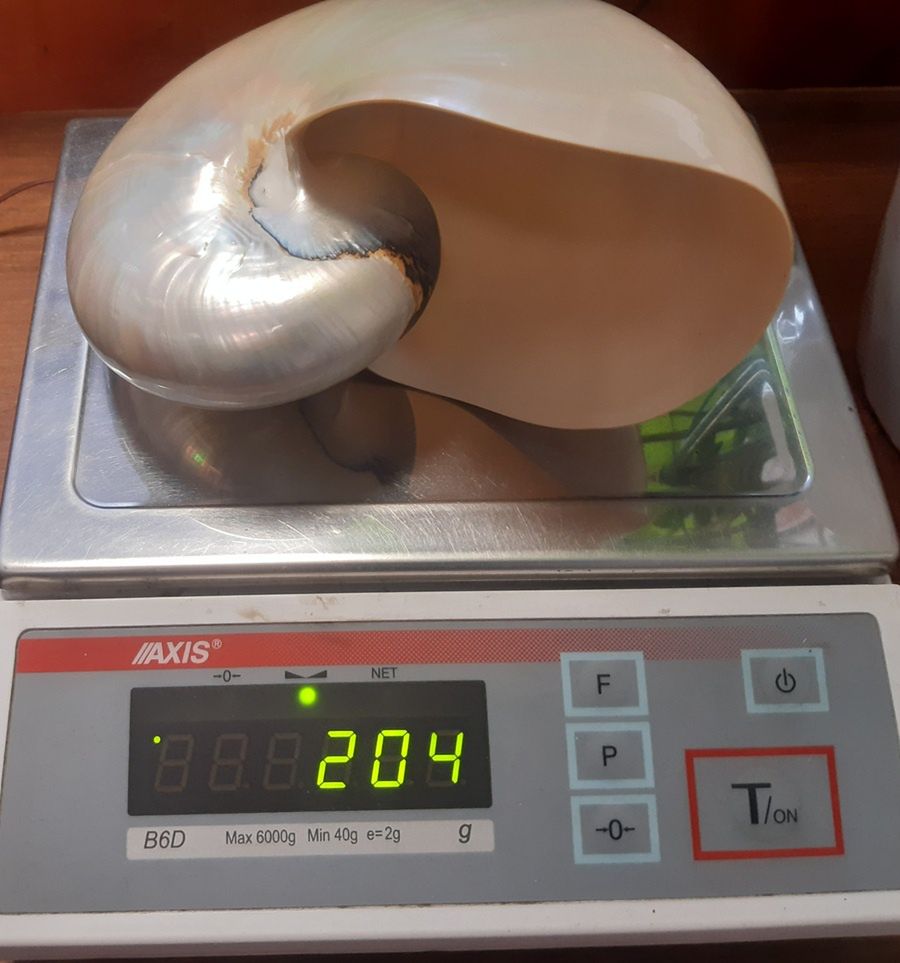 Ujawniono chronione koralowce i muszlę łodzika na granicy w Hrebennem