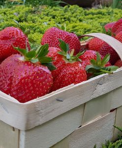 200 kg truskawek zniknęło. Samorząd apeluje o czujność