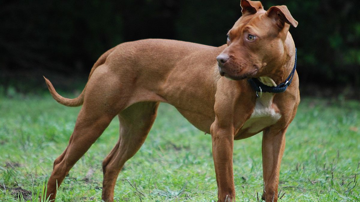 Pitbull to rasa uważana za bardzo agresywną