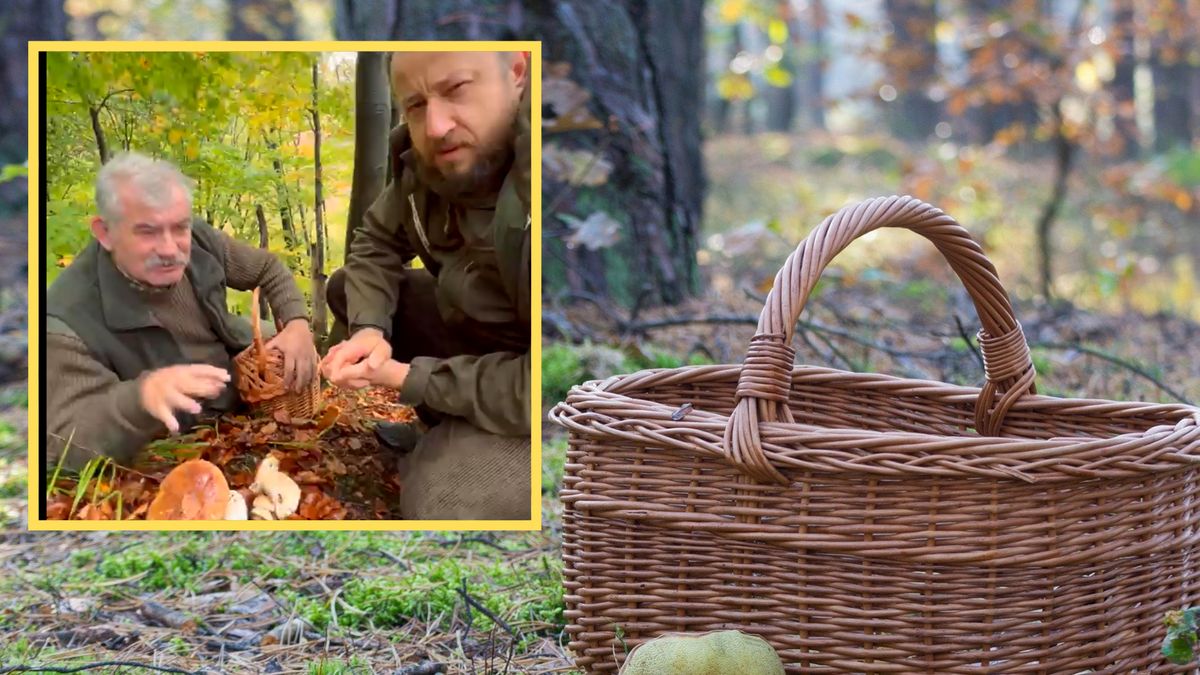 Wykręcać czy wycinać grzyby? Ten film musisz obejrzeć