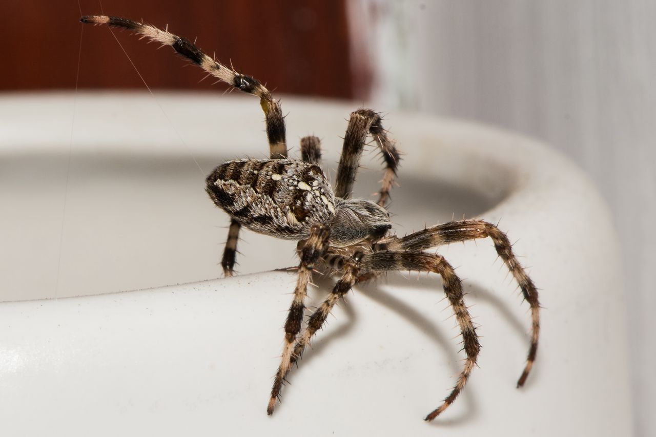 Australia. Mieszkanka Perth zamarła na widok ogromnego pająka