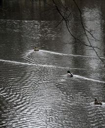 Wysprzątali zbiornik wodny nadleśnictwa, dostali od niego mandat za zaśmiecanie