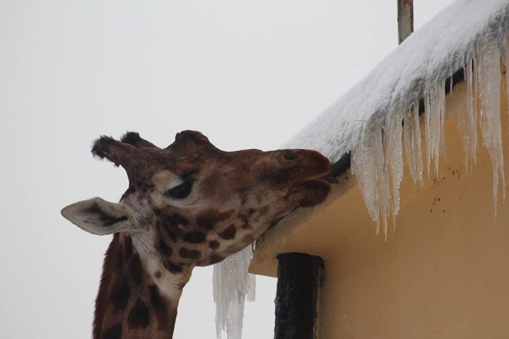 Dla zakochanych par zoo w Walentynki za darmo