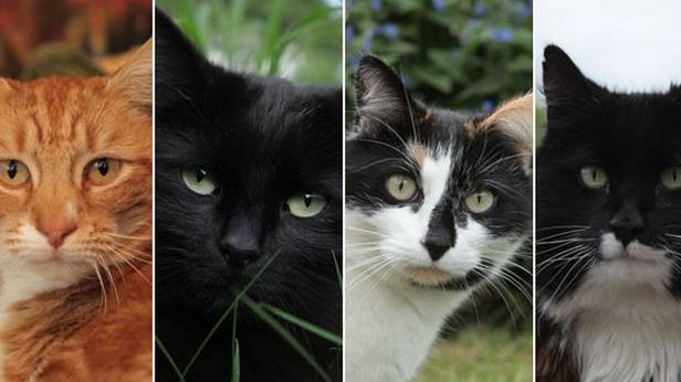 Sekretne życie kotów. Dzięki technologii poznajemy tajemnice domowych zwierzaków 1