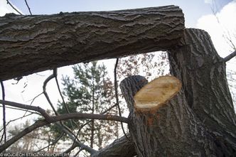 Drzewiarze skarżą się na zasady sprzedaży drewna. Miało być prosto, wyszło jak zawsze