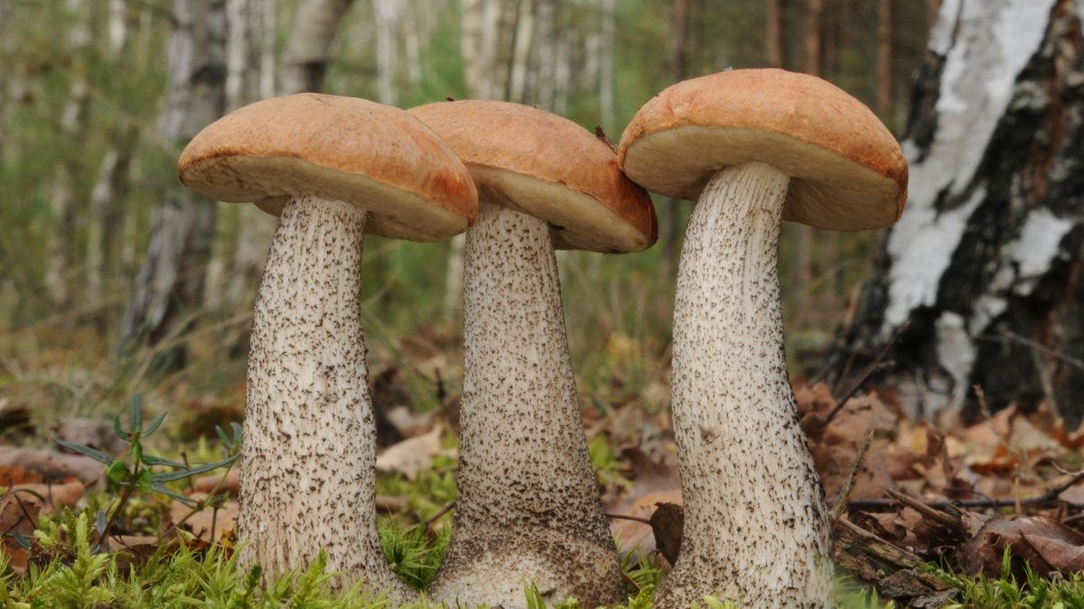 Koźlarz babka i jego właściwości