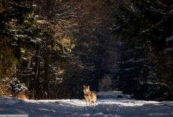Zagrożenie? W Rumunii odkryli wilczaka
