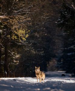 Zagrożenie? W Rumunii odkryli wilczaka