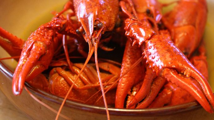 Hodowlany rak poddany obróbce nawilżającej mięso