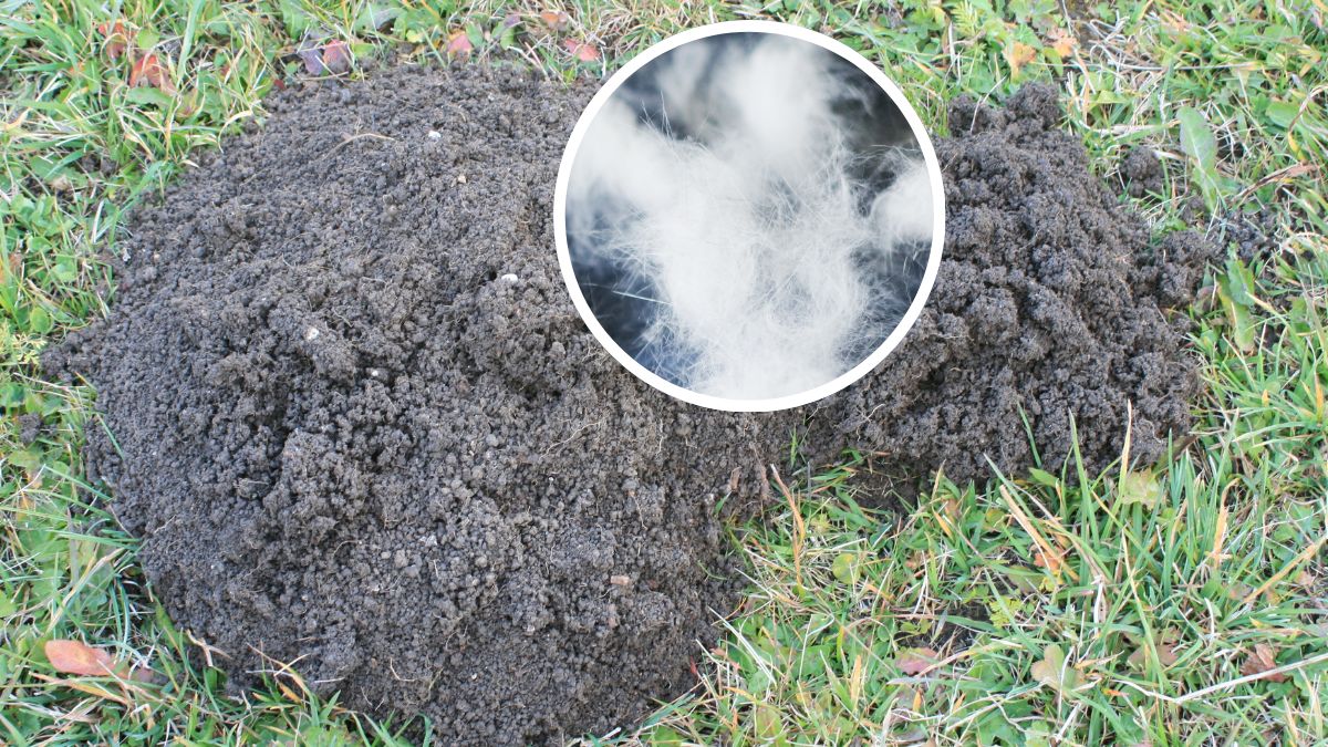 Prosty sposób na odstraszenie kreta