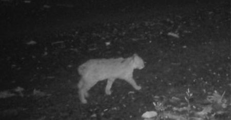 Zauważyli to u trzech kotów. Naukowcy są zaniepokojeni