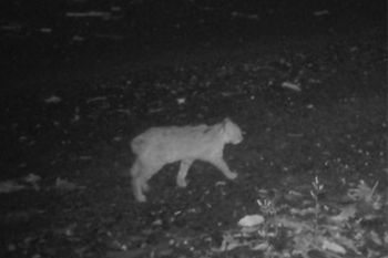 Zauważyli to u trzech kotów. Naukowcy są zaniepokojeni