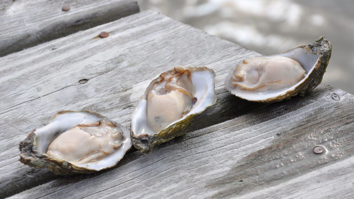 Surowa hodowlana ostryżyca amerykańska