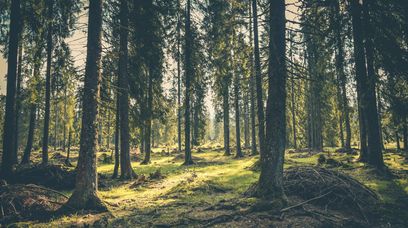 IKEA kupiła ponad 4 tys. hektarów lasu, aby ocalić go przed wycinką