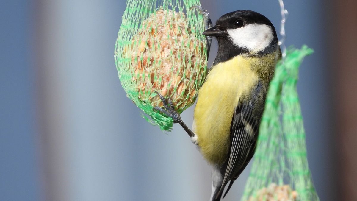 Z naszego dokarmiania skorzystają m.in. sikorki