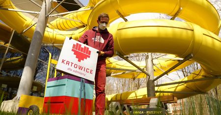 Katowice. Po zimowej przerwie pszczoły wracają do miasta