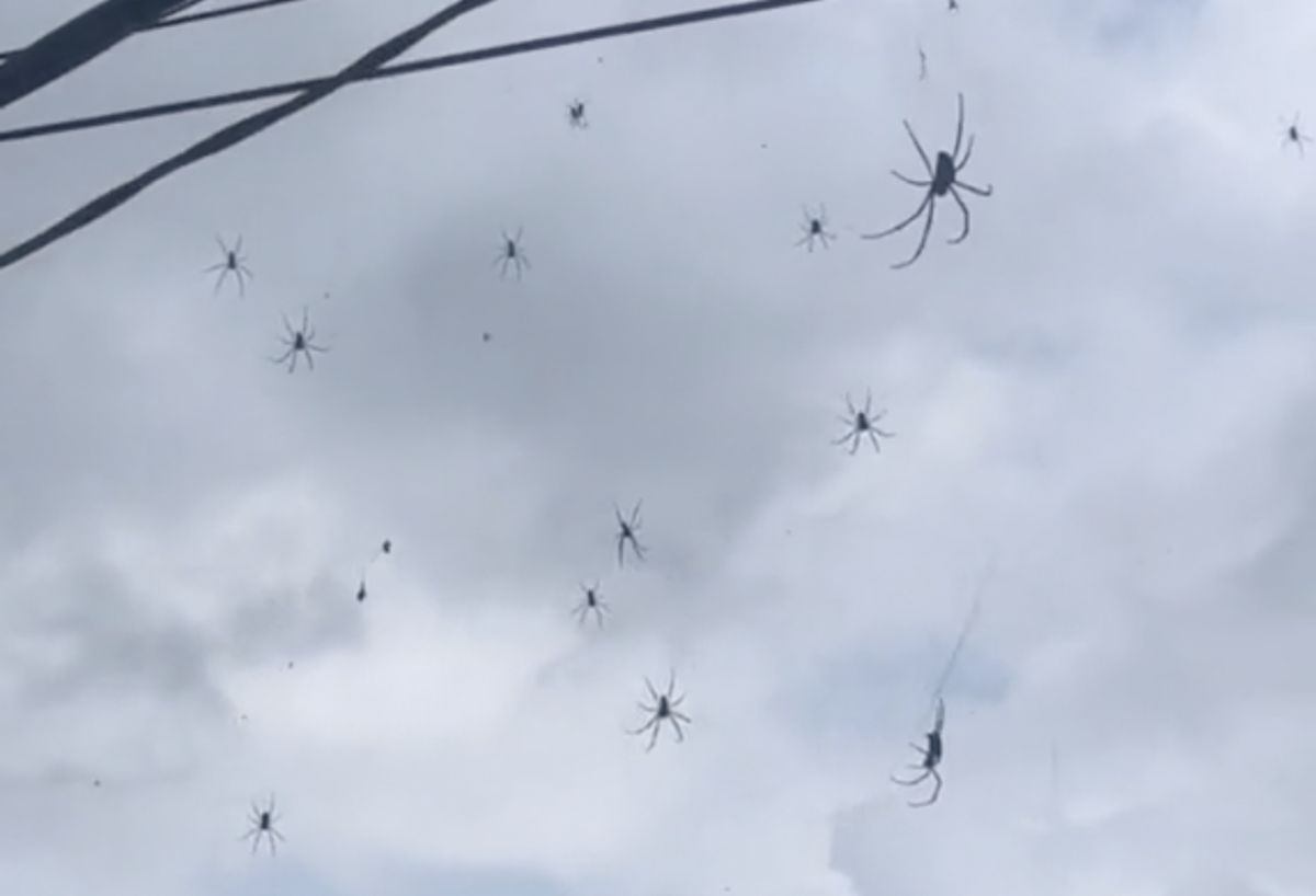 Tiktokerka pokazała, ile pająków jest na Bali