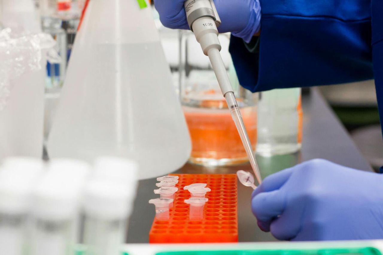Tak wyglądają objawy zakażenia wirusem chikungunya. Od 1 maja we Francji odnotowano około 800 zachorowań