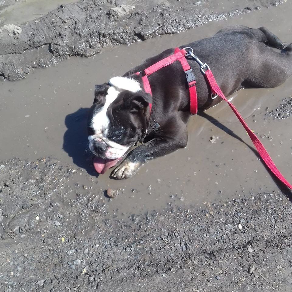 Skierniewice: Jaka opłata za posiadanie psa? Radni zdecydowali