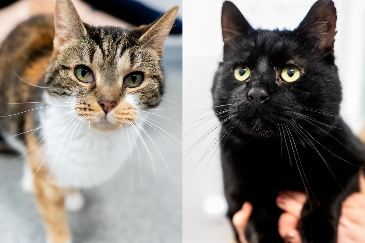 Smoła i Iwi szukają nowego domu – schronisko zaprasza na Dzień Kota