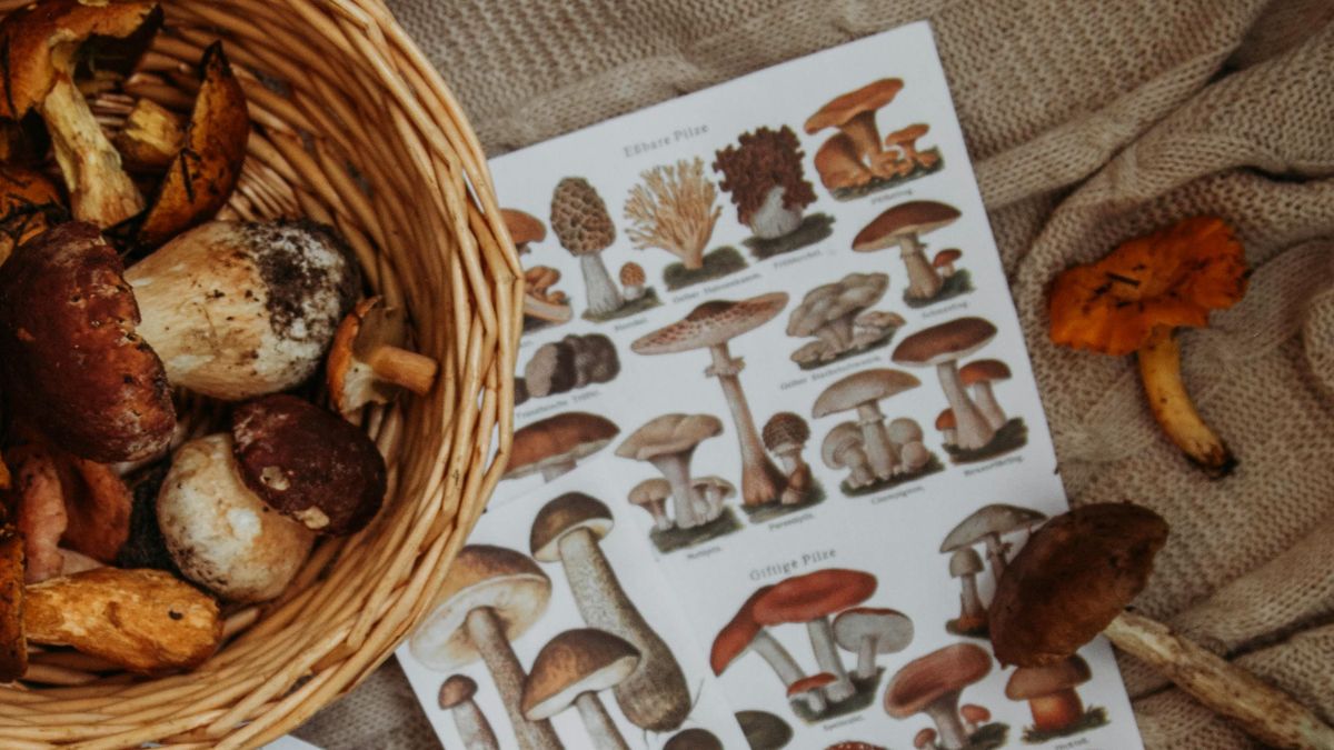 Atlas grzybów stworzony przez AI okazał się groźny dla zdrowia