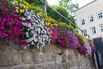 Surfinie zakwitną najpiękniej. Oto przepis na prosty nawóz