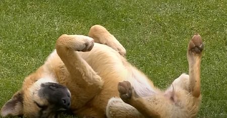 Pies rozbroił komentatora meczu. Absurdalna scena