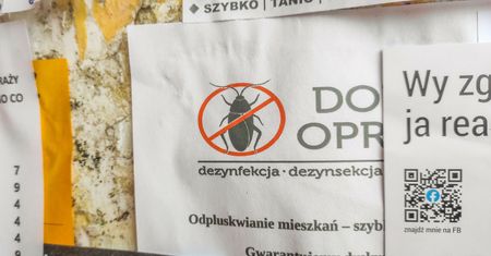 Polskie miasto walczy z plagą pluskiew. Problem w co trzecim bloku