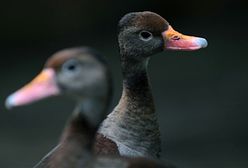 Schronisko dla bezdomnych dzikusów