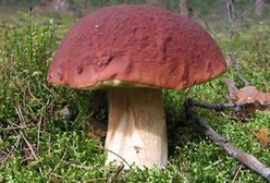 Wielkie grzybobranie