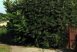 Polskie drogi i pobocza