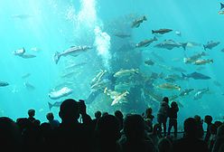 Największe norweskie akwarium