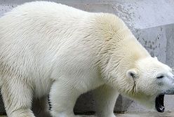 Gianna - nowa towarzyszka Knuta