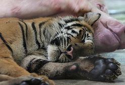 Love Story za kratkami