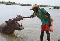 Sympatyczny hipopotam