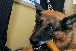 Najdzielniejsze polskie czworonogi