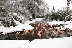 Szwajcaria pod śniegiem
