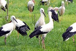 Ptasi szpital w Przemyślu