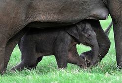 "Konferencja" słoni na Sri Lance