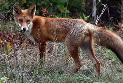 Zwierzęta jesienią