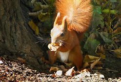 Wszystkie kolory jesieni