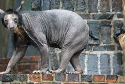 Niedźwiedzie nagle wyłysiały