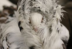 Wystawa gołębi rasowych