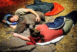 Adopcja małego nosorożca